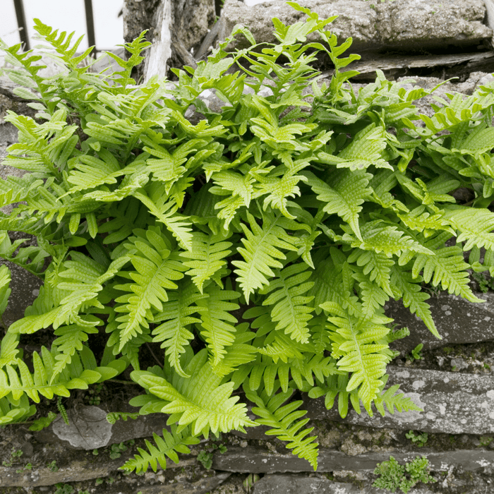 Polypodium - 48X Polypodium Vulgare - ↕10 - 25cm - Ø9cm - Bivakshop