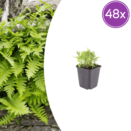 Polypodium - 48X Polypodium Vulgare - ↕10 - 25cm - Ø9cm - Bivakshop