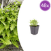 Polypodium - 48X Polypodium Vulgare - ↕10 - 25cm - Ø9cm - Bivakshop