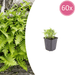 Polypodium - 60X Polypodium Vulgare - ↕10 - 25cm - Ø9cm - Bivakshop