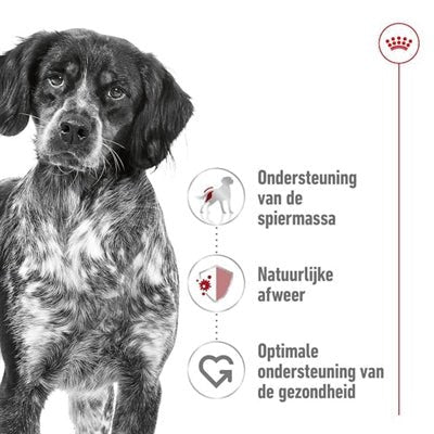Royal Canin - Medium Adult - Hondenvoer voor Middelgrote Rassen - Bivakshop
