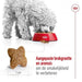 Royal Canin - Mini Adult - Hondenvoer voor Kleine Rassen - Bivakshop