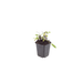 Salvia - 12X Salvia N. 'Schneehügel' - ↕10 - 25cm - Ø9cm - Bivakshop