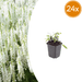 Salvia - 24X Salvia N. 'Schneehugel' - ↕10 - 25cm - Ø9cm - Bivakshop