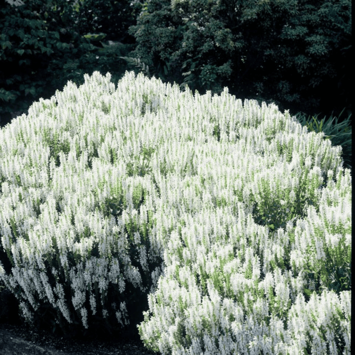 Salvia - 24X Salvia N. 'Schneehugel' - ↕10 - 25cm - Ø9cm - Bivakshop