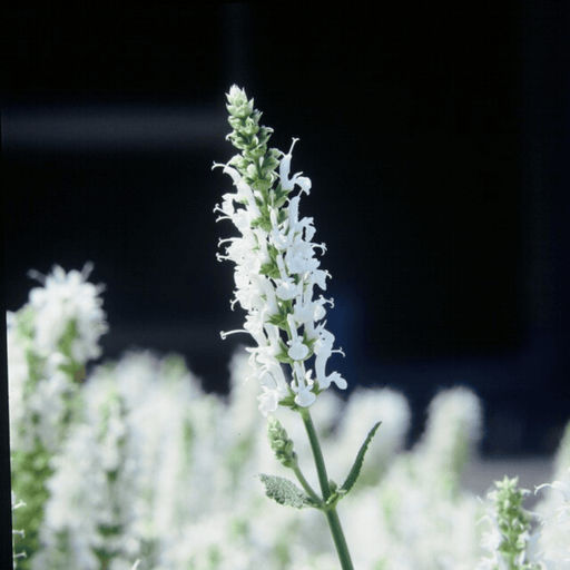 Salvia - 24X Salvia N. 'Schneehugel' - ↕10 - 25cm - Ø9cm - Bivakshop