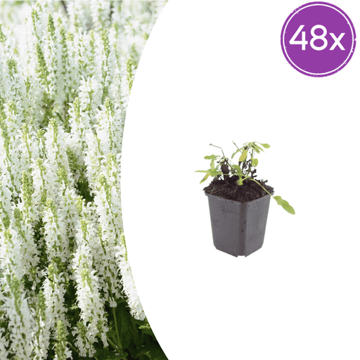 Salvia - 48X Salvia N. 'Schneehügel' - ↕10 - 25cm - Ø9cm - Bivakshop