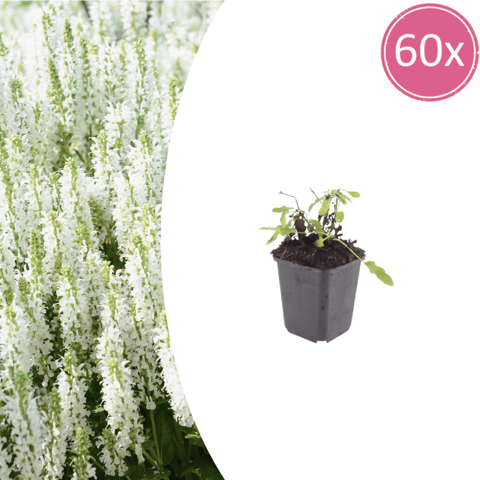 Salvia - 60X Salvia N. 'Schneehügel' - ↕10 - 25cm - Ø9cm - Bivakshop