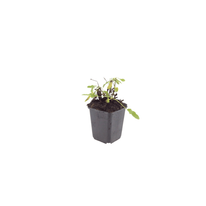 Salvia - 6X Salvia N. 'Schneehügel' - ↕10 - 25cm - Ø9cm - Bivakshop