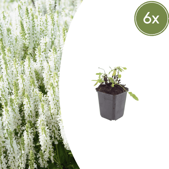 Salvia - 6X Salvia N. 'Schneehügel' - ↕10 - 25cm - Ø9cm - Bivakshop
