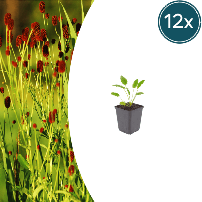 Sanguisorba - 12X Sanguisorba O. 'Tanna' - ↕10 - 25cm - Ø9cm - Bivakshop