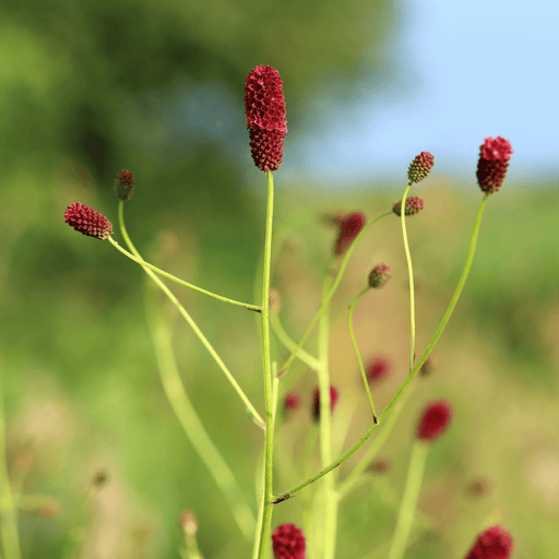 Sanguisorba - 12X Sanguisorba O. 'Tanna' - ↕10 - 25cm - Ø9cm - Bivakshop