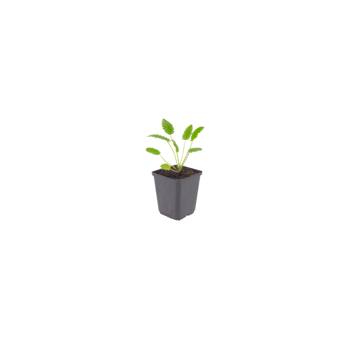 Sanguisorba - 12X Sanguisorba O. 'Tanna' - ↕10 - 25cm - Ø9cm - Bivakshop