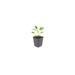 Sanguisorba - 24X Sanguisorba O. 'Tanna' - ↕10 - 25cm - Ø9cm - Bivakshop