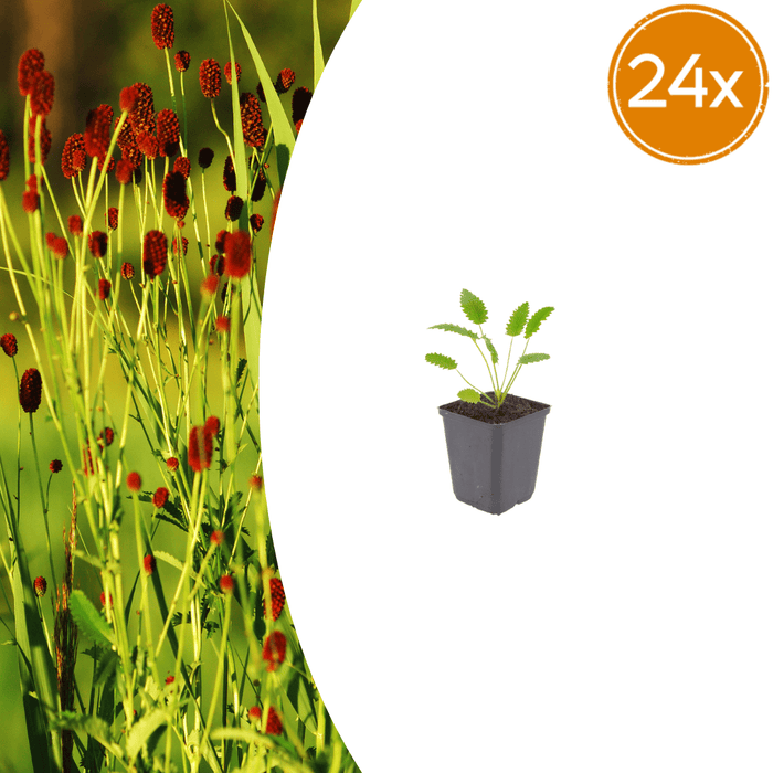 Sanguisorba - 24X Sanguisorba O. 'Tanna' - ↕10 - 25cm - Ø9cm - Bivakshop