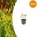 Sanguisorba - 24X Sanguisorba O. 'Tanna' - ↕10 - 25cm - Ø9cm - Bivakshop