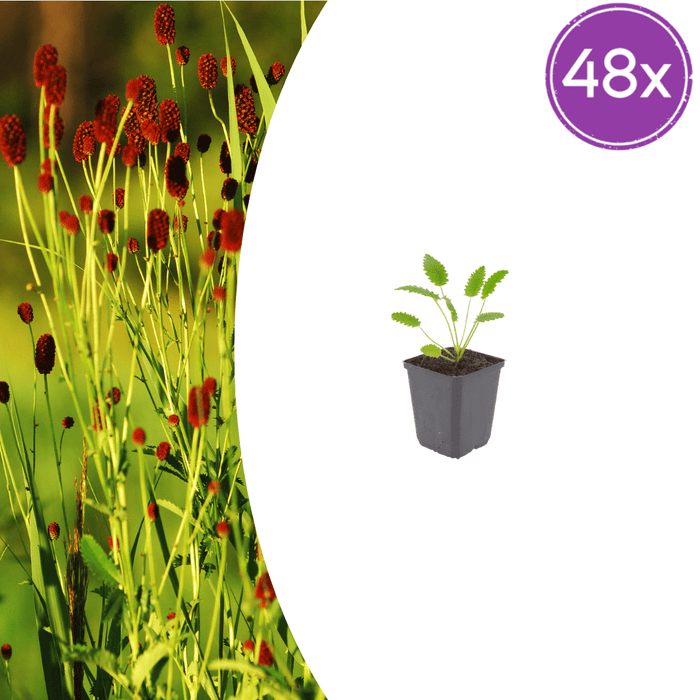Sanguisorba - 48X Sanguisorba O. 'Tanna' - ↕10 - 25cm - Ø9cm - Bivakshop
