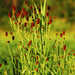 Sanguisorba - 48X Sanguisorba O. 'Tanna' - ↕10 - 25cm - Ø9cm - Bivakshop