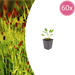 Sanguisorba - 60X Sanguisorba O. 'Tanna' - ↕10 - 25cm - Ø9cm - Bivakshop