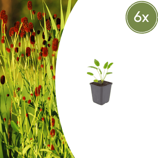 Sanguisorba - 6X Sanguisorba O. 'Tanna' - ↕10 - 25cm - Ø9cm - Bivakshop