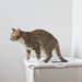 Savic - Kattenbak Hop In Wit/Mokka - 58,5x39x39,5 cm - Top Entry - Bivakshop