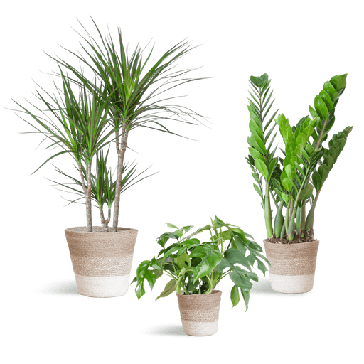 e-Flora schaduw plantenbox Lissabon manden