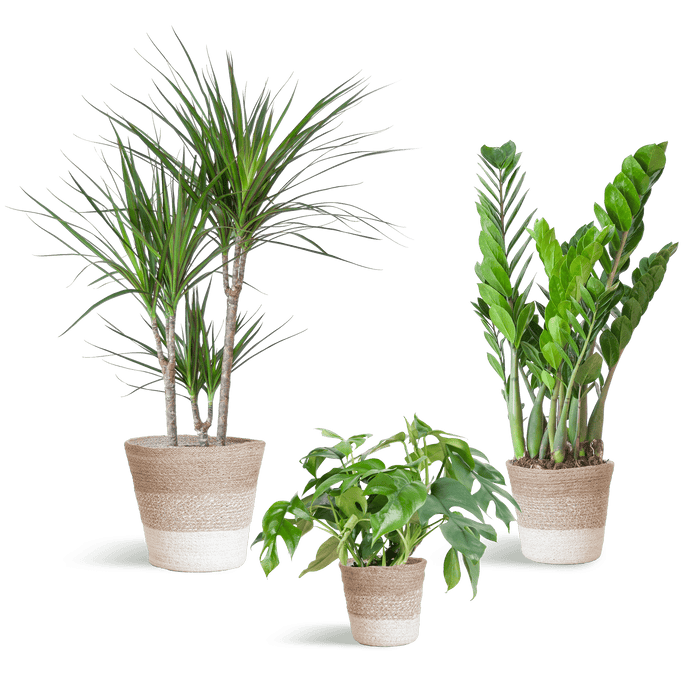 e-Flora schaduw plantenbox Lissabon manden