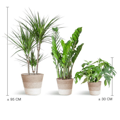 e-Flora schaduw plantenbox Lissabon manden