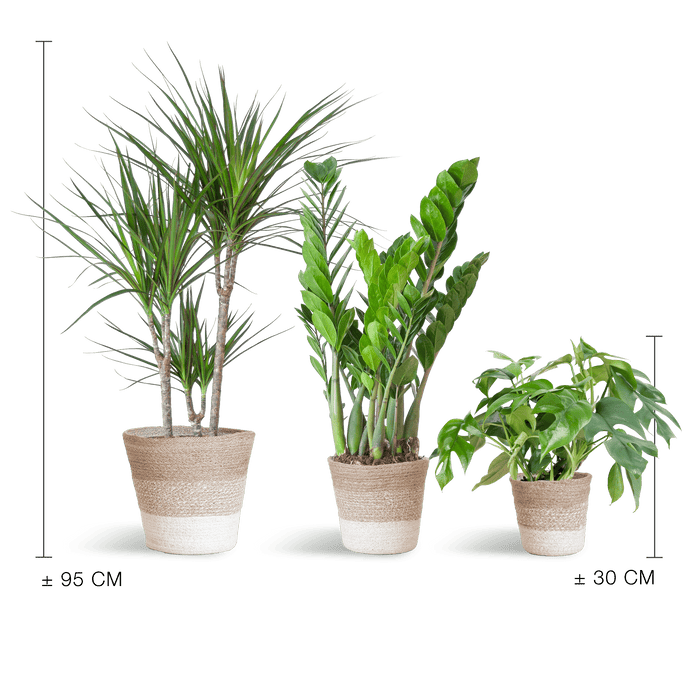 e-Flora schaduw plantenbox Lissabon manden