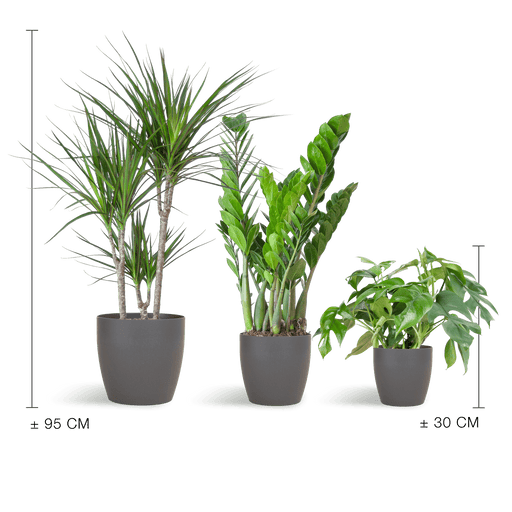 e-Flora schaduw plantenbox met potten
