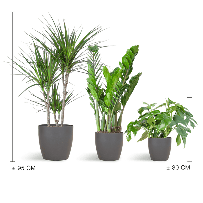 e-Flora schaduw plantenbox met potten