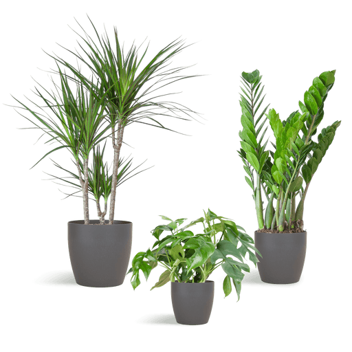 e-Flora schaduw plantenbox met potten