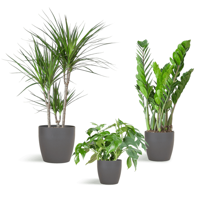 e-Flora schaduw plantenbox met potten