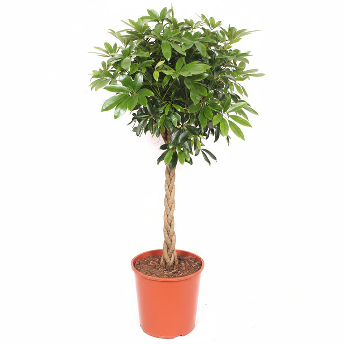 Schefflera op Stam – Decoratieve Kamerplant – 150 cm – Volle Vingersboom - Bivakshop