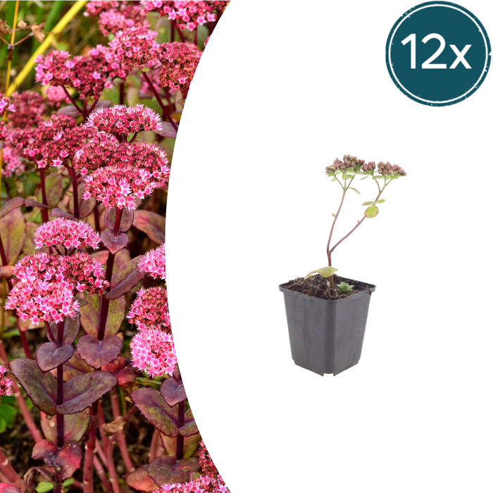 Sedum - 12X Sedum 'Matrona' - ↕10 - 25cm - Ø9cm - Bivakshop