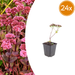 Sedum - 24X Sedum 'Matrona' - ↕10 - 25cm - Ø9cm - Bivakshop