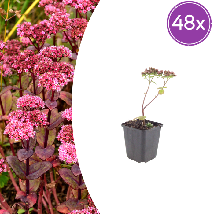 Sedum - 48X Sedum 'Matrona' - ↕10 - 25cm - Ø9cm - Bivakshop