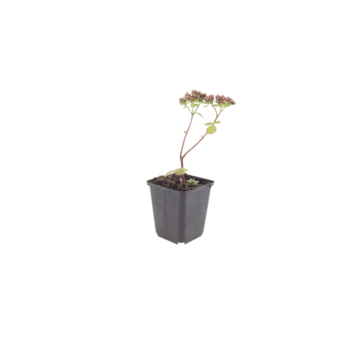 Sedum - 48X Sedum 'Matrona' - ↕10 - 25cm - Ø9cm - Bivakshop