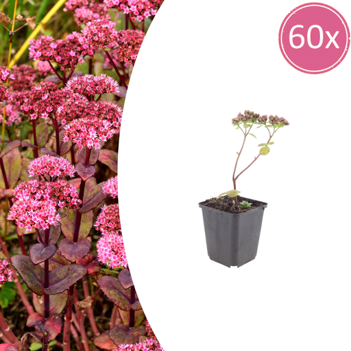 Sedum - 60X Sedum 'Matrona' - ↕10 - 25cm - Ø9cm - Bivakshop