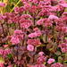 Sedum - 60X Sedum 'Matrona' - ↕10 - 25cm - Ø9cm - Bivakshop