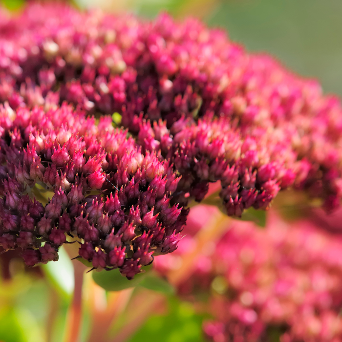 Sedum - 6X Sedum 'Matrona' - ↕10 - 25cm - Ø9cm - Bivakshop