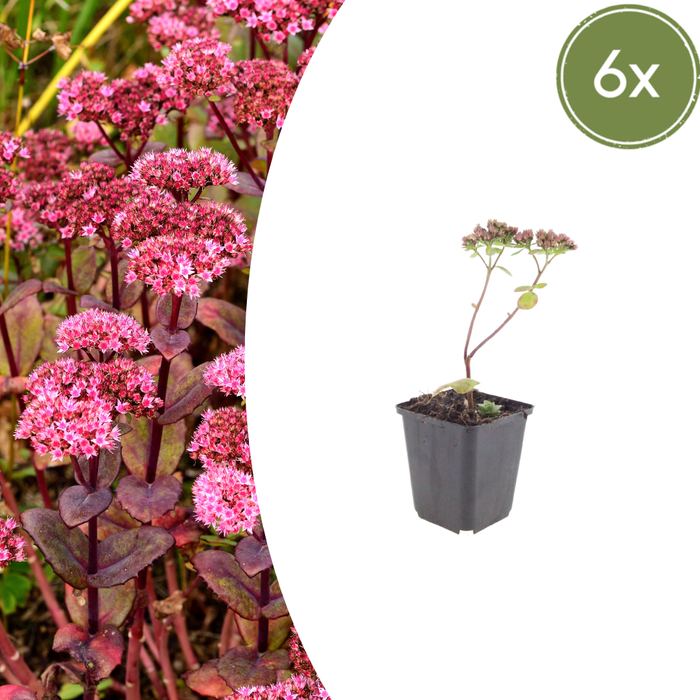 Sedum - 6X Sedum 'Matrona' - ↕10 - 25cm - Ø9cm - Bivakshop