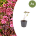 Sedum - 6X Sedum 'Matrona' - ↕10 - 25cm - Ø9cm - Bivakshop