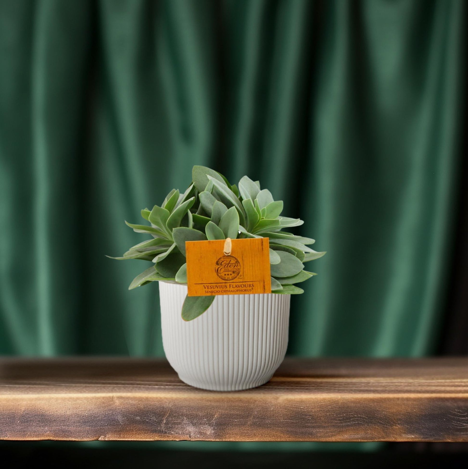 Senecio Cephalophorus - Ø10,5 cm - ↕15 cm - Bivakshop
