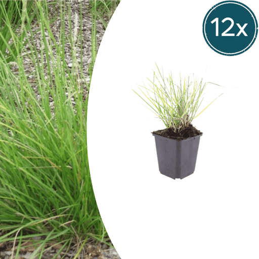 Sesleria - 12X Sesleria Autumnalis - ↕10 - 25cm - Ø9cm - Bivakshop