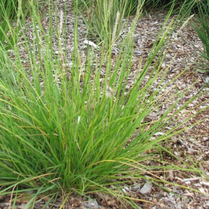 Sesleria - 24X Sesleria Autumnalis - ↕10 - 25cm - Ø9cm - Bivakshop