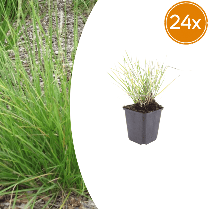Sesleria - 24X Sesleria Autumnalis - ↕10 - 25cm - Ø9cm - Bivakshop