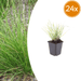 Sesleria - 24X Sesleria Autumnalis - ↕10 - 25cm - Ø9cm - Bivakshop