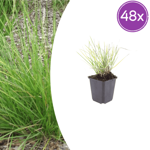 Sesleria - 48X Sesleria Autumnalis - ↕10 - 25cm - Ø9cm - Bivakshop