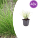 Sesleria - 48X Sesleria Autumnalis - ↕10 - 25cm - Ø9cm - Bivakshop